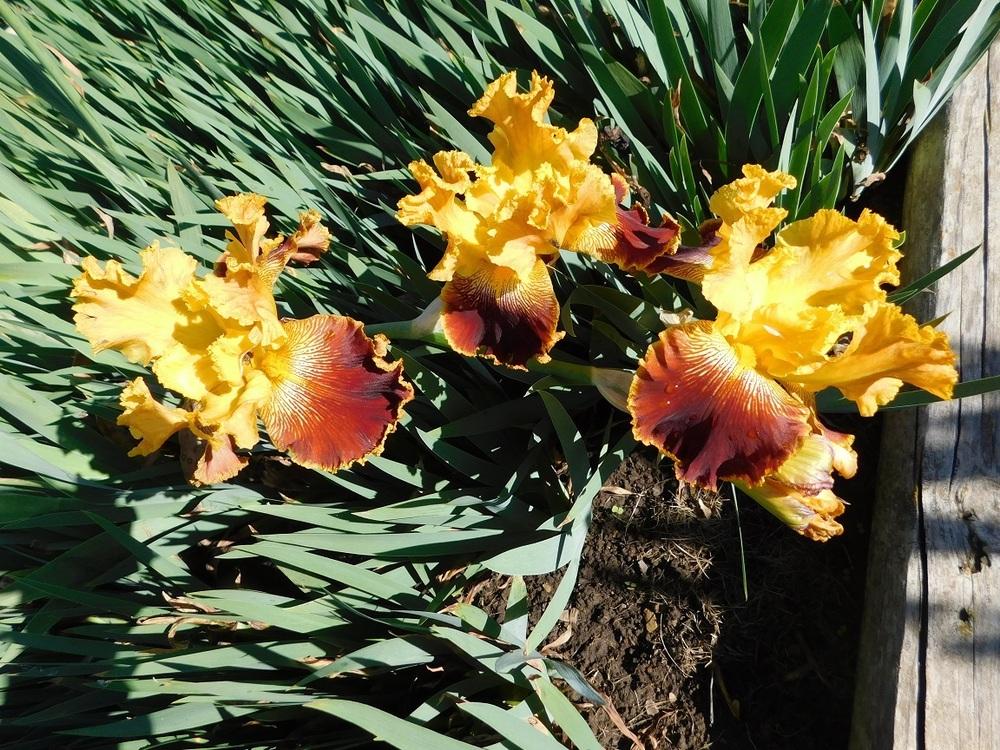Photo of Tall Bearded Iris (Iris 'Fanfaron') uploaded by gardenglassgems