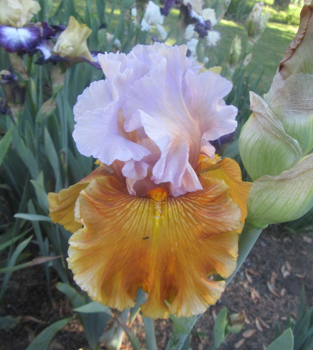 Photo of Tall Bearded Iris (Iris 'Valley of Dreams') uploaded by tveguy3