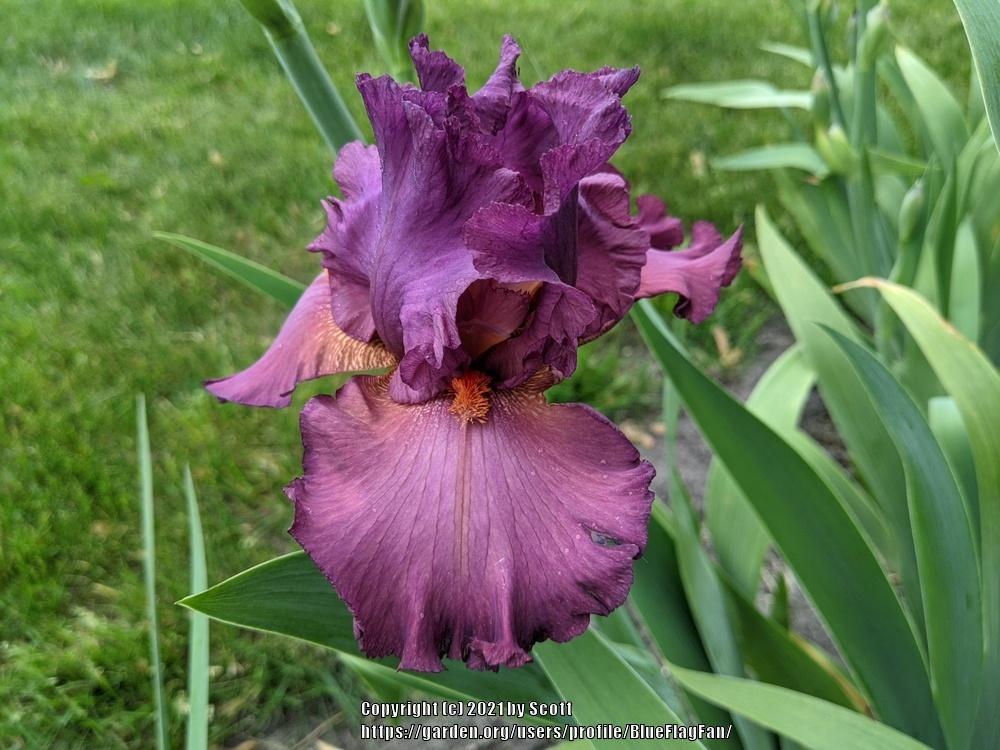 Photo of Tall Bearded Iris (Iris 'Dyonisos') uploaded by BlueFlagFan