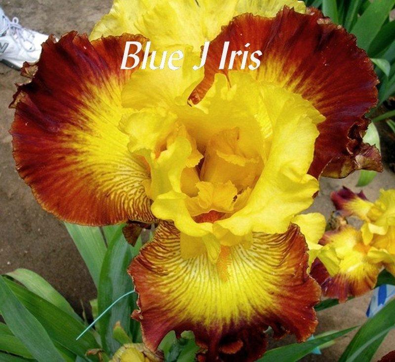 Photo of Tall Bearded Iris (Iris 'Burst of Glory') uploaded by DaylilySLP