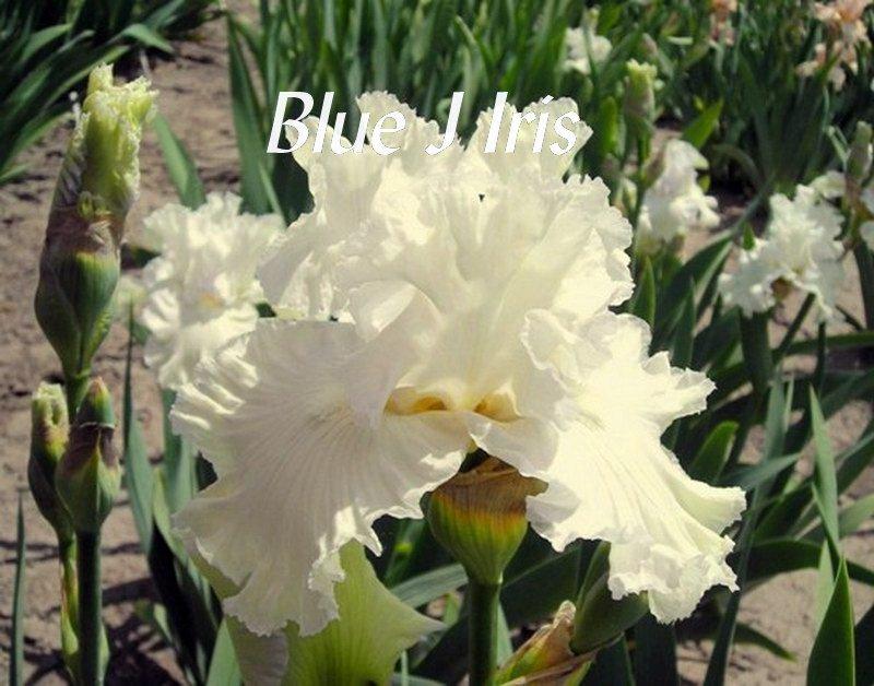 Photo of Tall Bearded Iris (Iris 'Chantilly Bride') uploaded by DaylilySLP