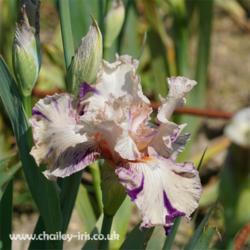 Location: Chailey Iris Garden, Sussex, UK
Date: early June 2021
This is the pink variation for reference - a comment indicates it