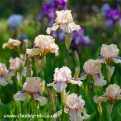 Location: Chailey Iris Garden, Sussex, UK
Date: 7 June 2021
Concertina is beautiful in a mass planting - the contrast of purp