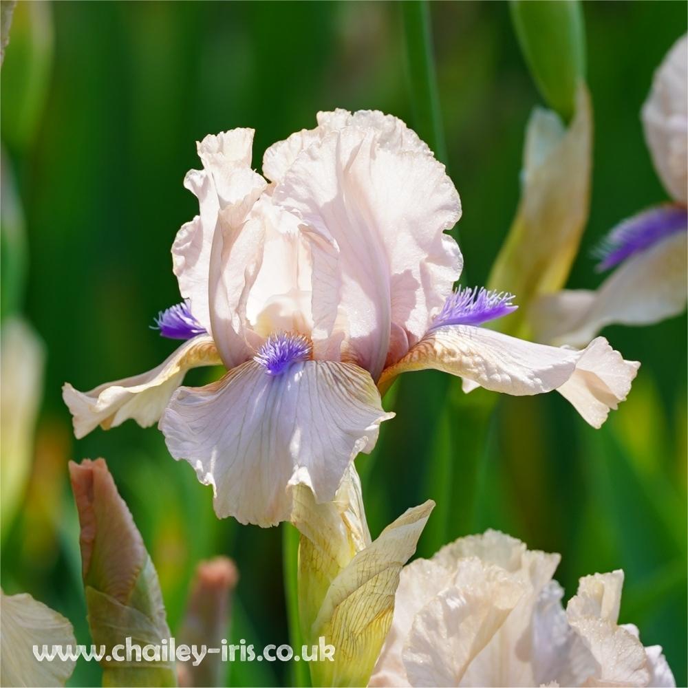 Photo of Intermediate Bearded Iris (Iris 'Concertina') uploaded by jeffa