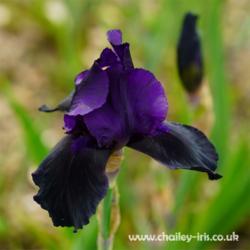 Location: Chailey Iris Garden, Sussex, UK
Date: early June 2021
A simple heritage form with deep dark flowers...