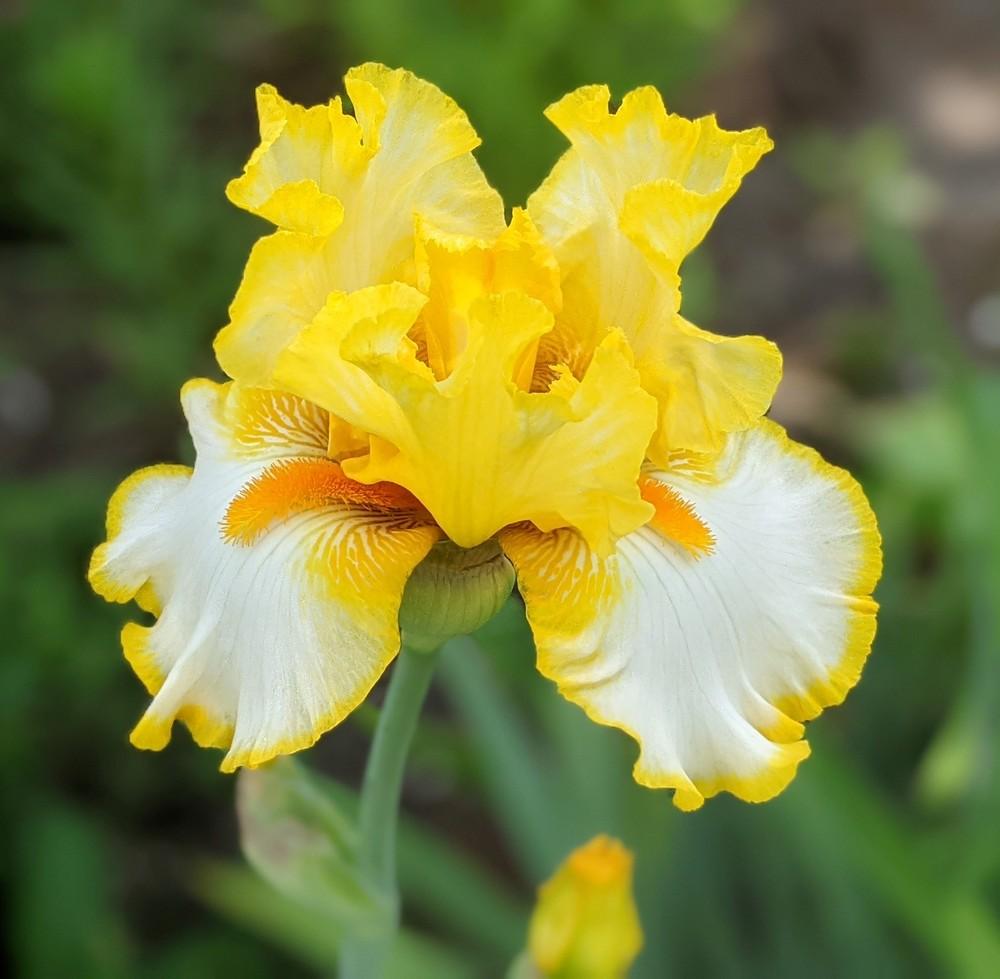 Photo of Tall Bearded Iris (Iris 'Sunrise Elegy') uploaded by Artsee1