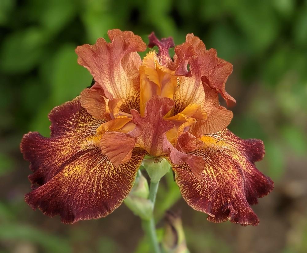 Photo of Tall Bearded Iris (Iris 'Gladiatrix') uploaded by Artsee1