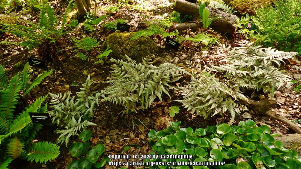 Photo of Japanese Painted Fern (Anisocampium niponicum 'Silver Falls') uploaded by Galanthophile