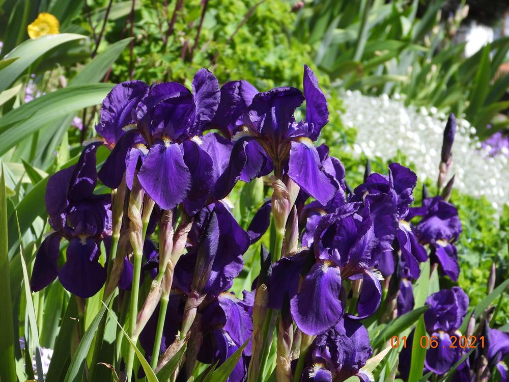 Photo of Intermediate Bearded Iris (Iris 'Crimson King') uploaded by Hajue