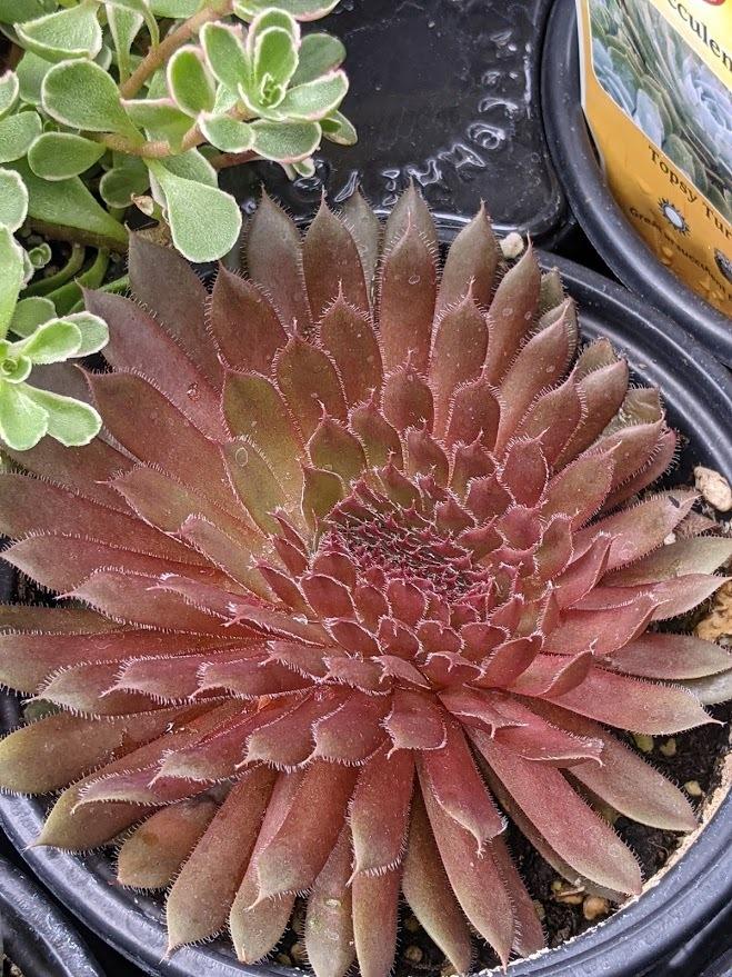 Photo of Hen and Chicks (Sempervivum 'Royal Ruby') uploaded by Joy