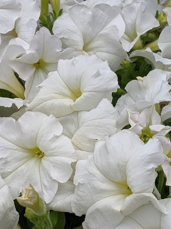 Photo of Multiflora Spreading/Trailing Petunia (Petunia Easy Wave® White) uploaded by Joy