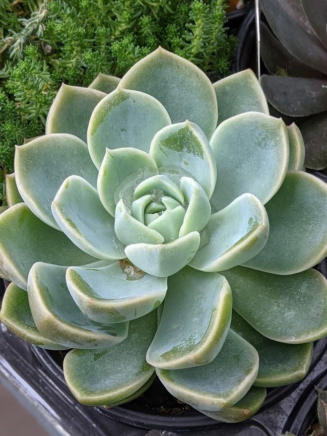 Photo of Mexican Snowball (Echeveria elegans) uploaded by Joy