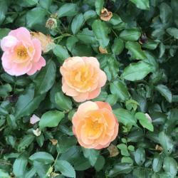Location: My former garden
Date: 09-26-2018
Full bloom