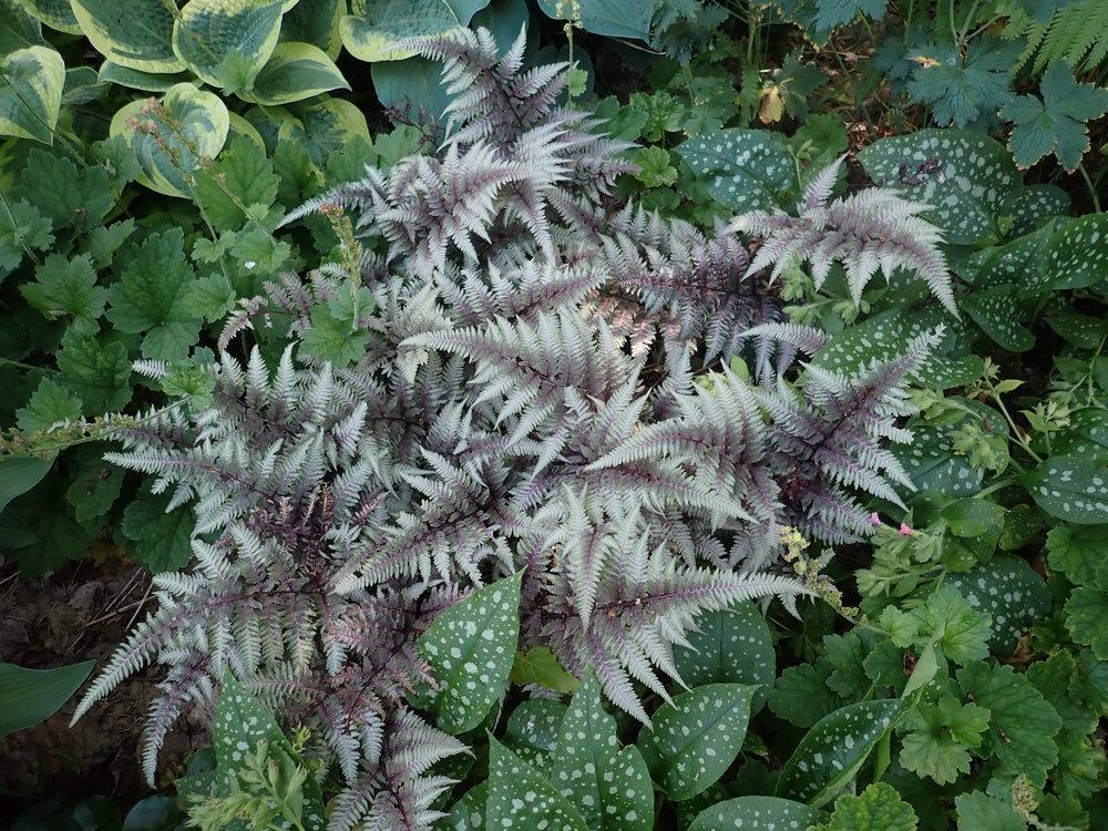 Photo of Japanese Painted Fern (Anisocampium niponicum 'Burgundy Lace') uploaded by Vals_Garden