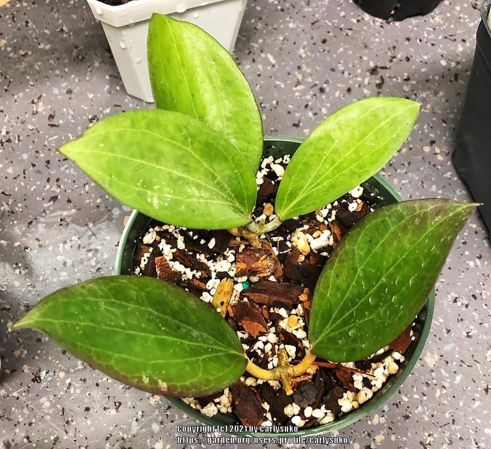Photo of Wax Plant (Hoya pottsii) uploaded by carlysuko