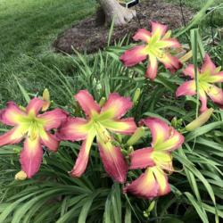 Location: home garden VA
Date: 06/13/21
First bloom of 2021