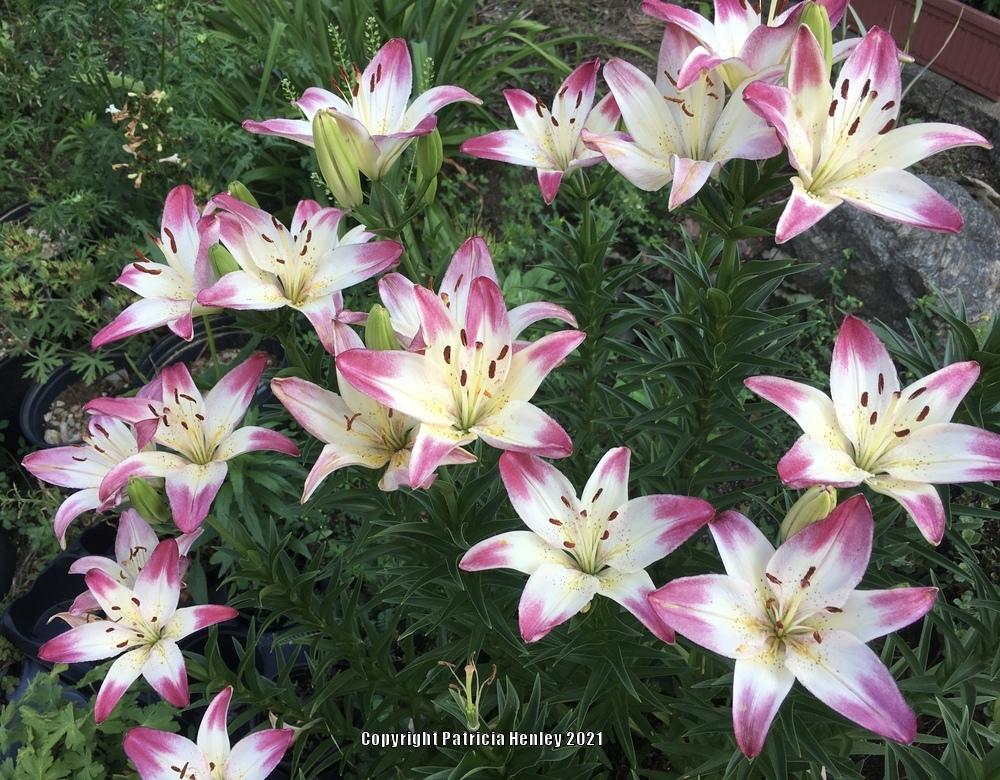 Photo of Lily (Lilium 'Lollypop') uploaded by Hortaholic