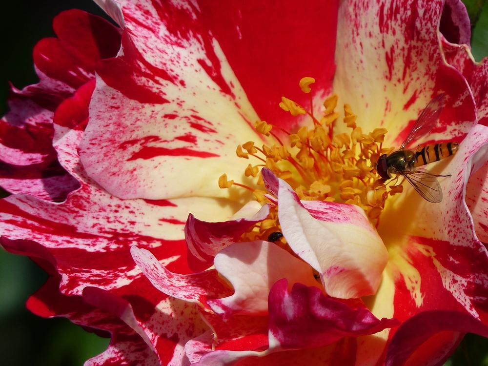 Photo of Large-Flowered Climbing Rose (Rosa 'Fourth of July') uploaded by mbotanas