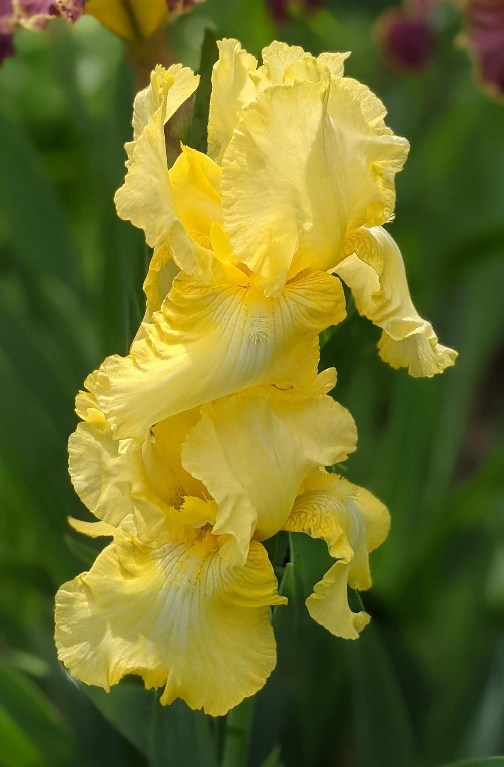 Photo of Tall Bearded Iris (Iris 'Harvest of Memories') uploaded by Artsee1