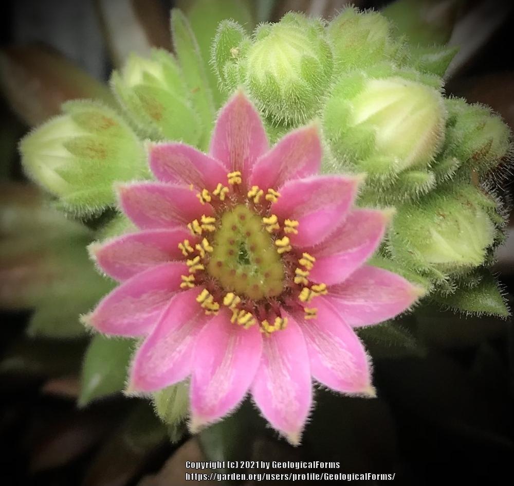 Photo of Hen and Chicks (Sempervivum 'Sweet Litschi') uploaded by GeologicalForms
