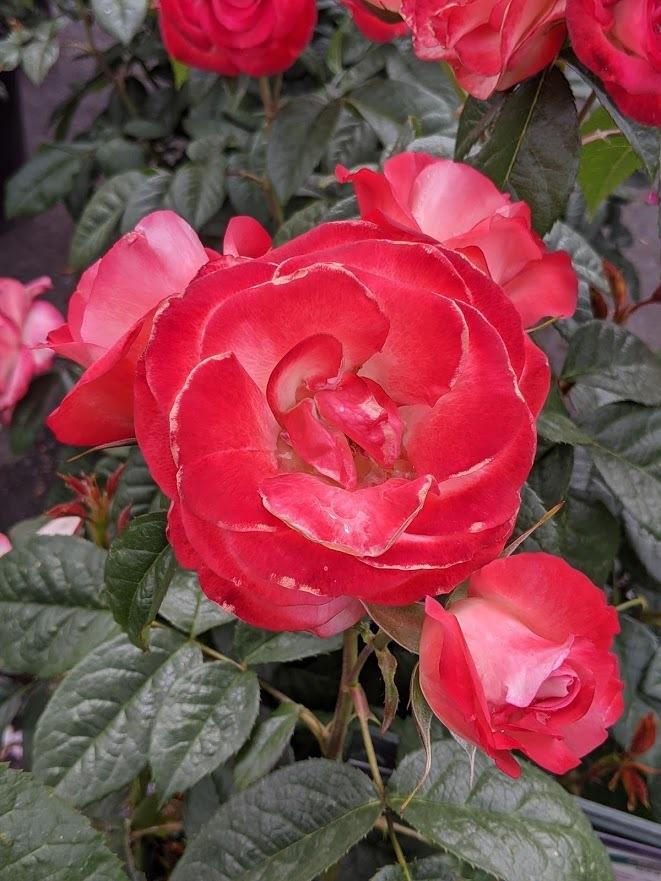 Photo of Hybrid Tea Rose (Rosa 'Double Delight') uploaded by Joy