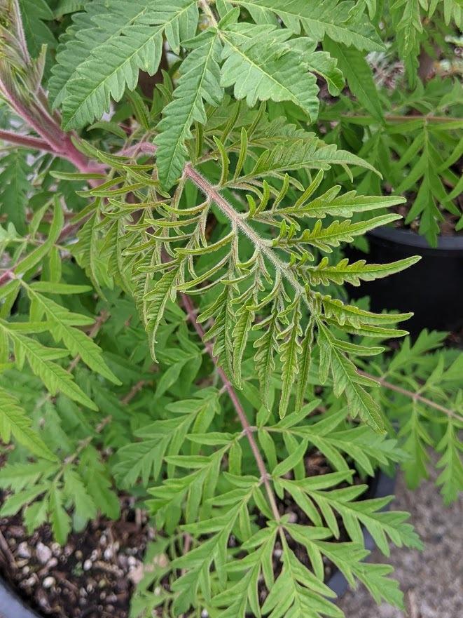 Photo of Staghorn Sumac (Rhus typhina) uploaded by Joy