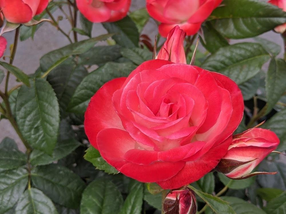 Photo of Hybrid Tea Rose (Rosa 'Double Delight') uploaded by Joy