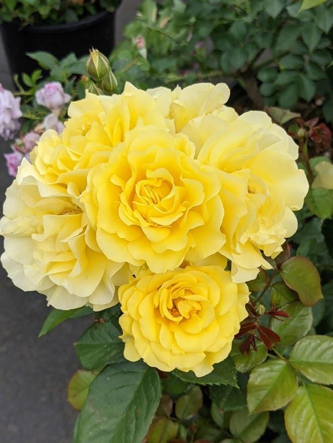 Photo of Rose (Rosa 'Sparkle & Shine') uploaded by Joy