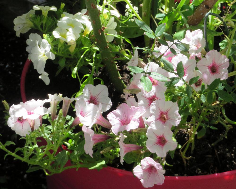 Photo of Multiflora Spreading/Trailing Petunia (Petunia Supertunia® Vista Silverberry) uploaded by JulieB