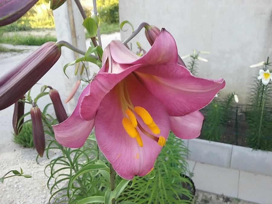 Photo of Lily (Lilium Pink Perfection) uploaded by Lucius93
