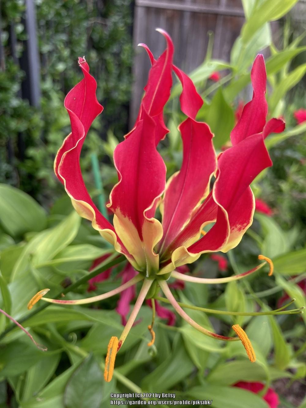 Photo of Gloriosa Lily (Gloriosa superba) uploaded by piksihk