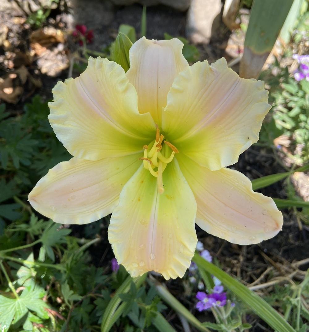 Photo of Daylily (Hemerocallis 'Texas Beautiful Bouquet') uploaded by Calif_Sue