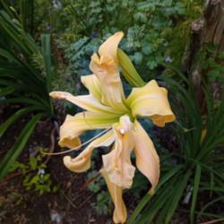 Location: Nocona,Texas zn.7 My gardens
Date: 2021-06-14
Beautiful blooms