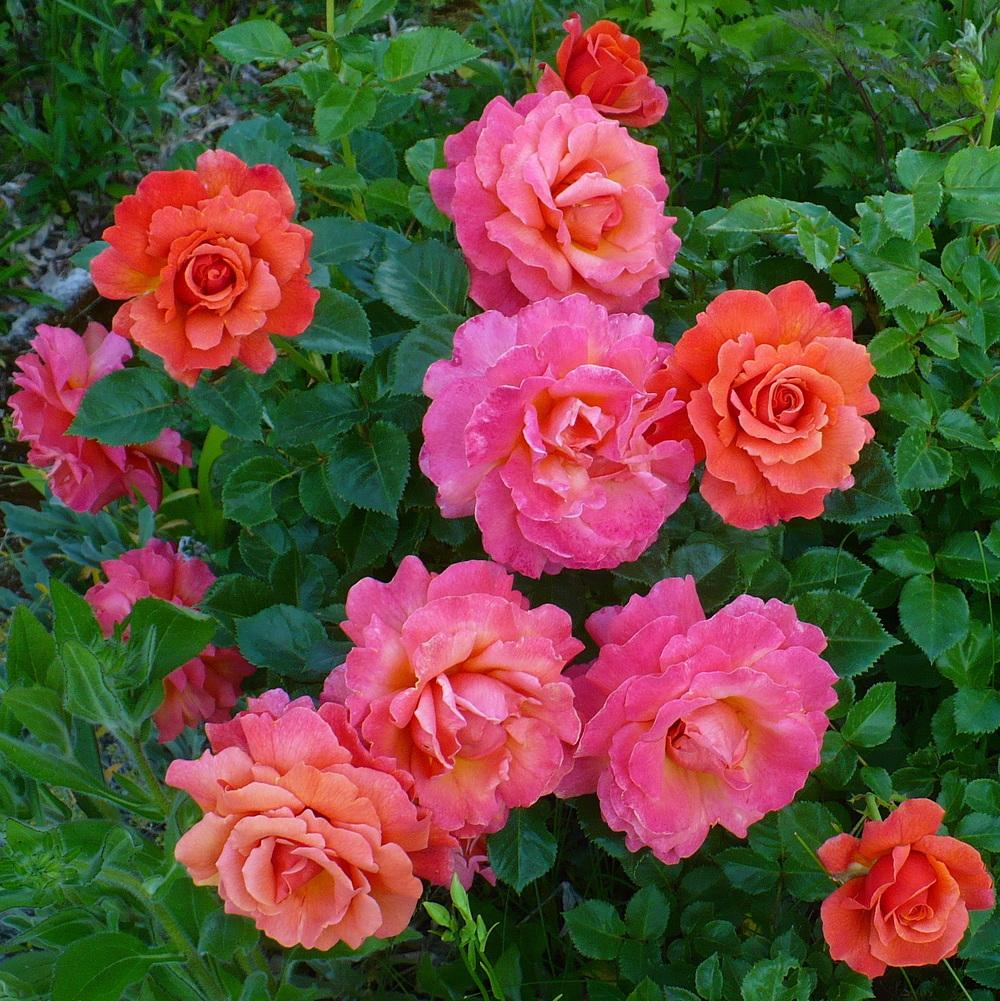 Photo of Rose (Rosa 'Easy Does It') uploaded by HemNorth