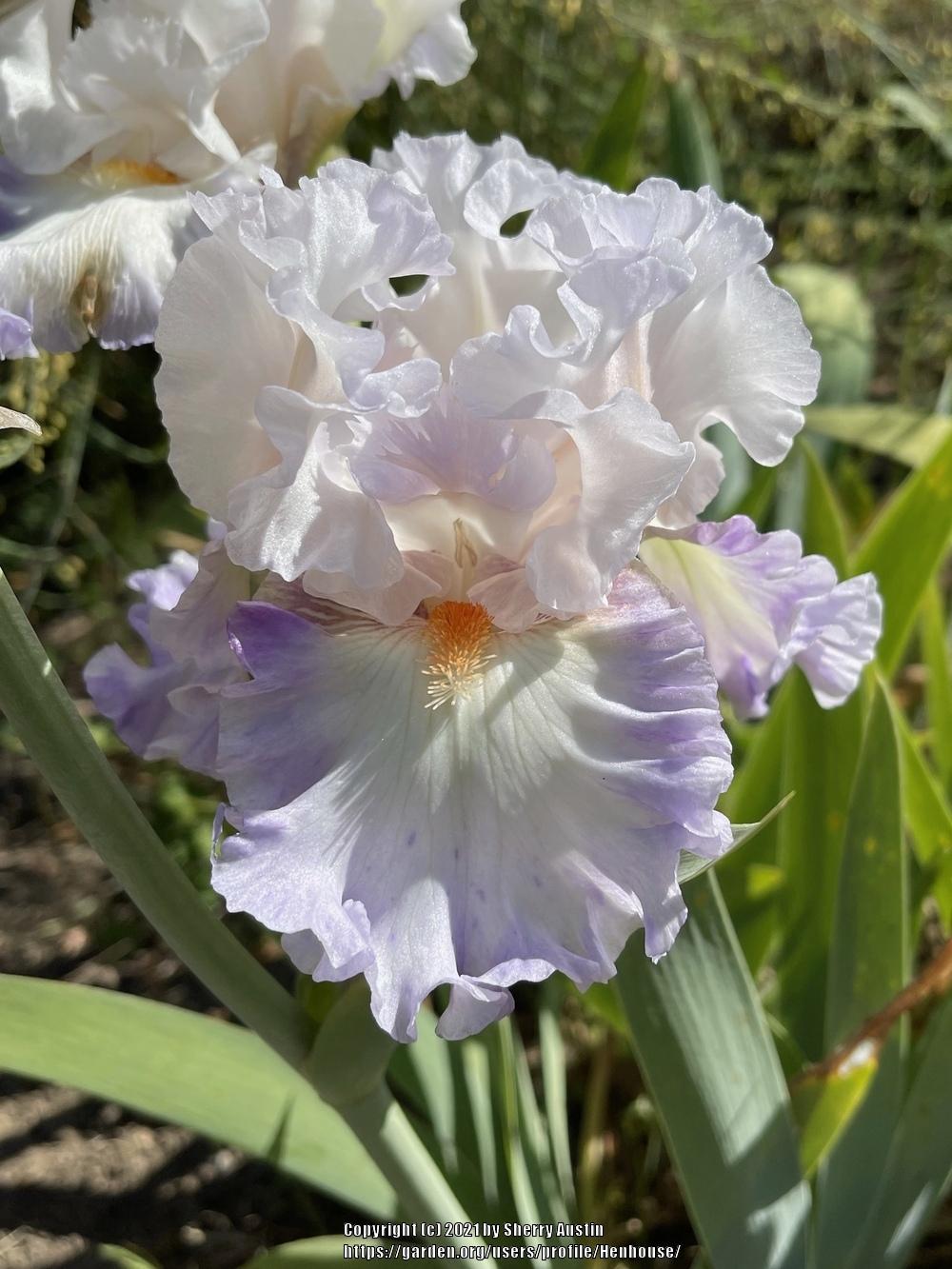 Photo of Tall Bearded Iris (Iris 'Polite Applause') uploaded by Henhouse