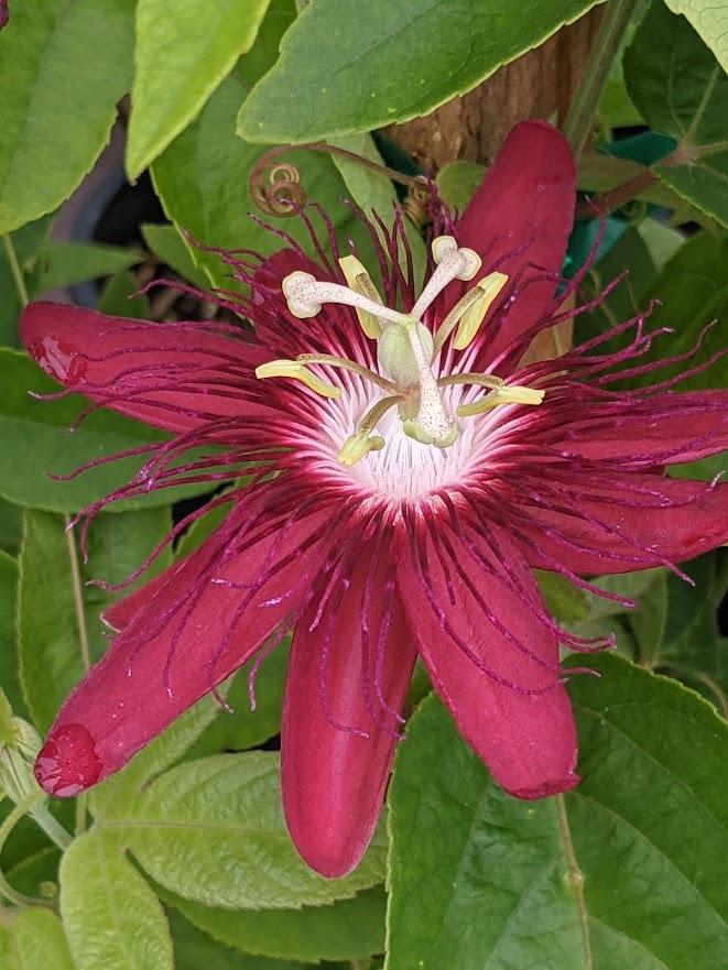 Photo of Passion Flower (Passiflora 'Lady Margaret') uploaded by Joy