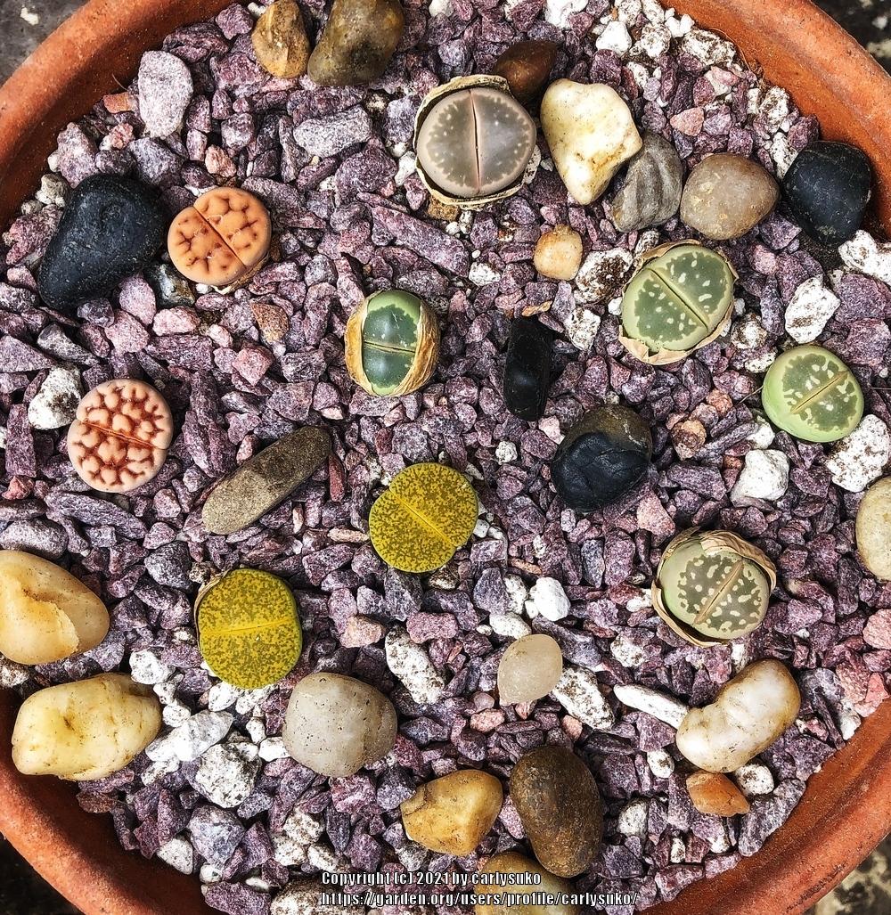 Photo of Living Stones (Lithops) uploaded by carlysuko