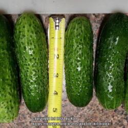 Location: Magnolia, Texas
Date: 2021-06-16
Gherkin seeds were labeled Artist Hybrid, fairly uniform in size,
