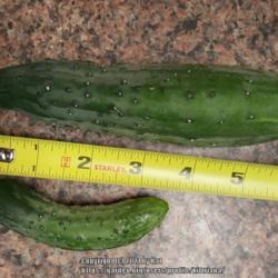 Location: Magnolia, Texas
Date: June 2021
Vine began with female cucumbers on main vine, fast grower, gets 