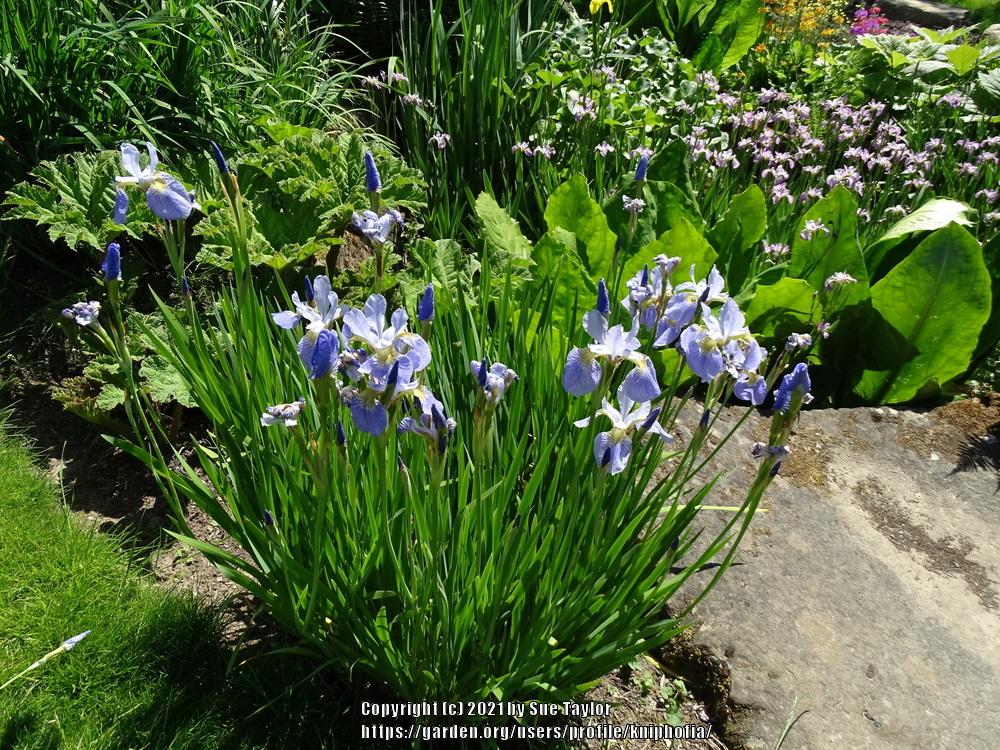 Photo of Siberian Iris (Iris 'Sky Wings') uploaded by kniphofia