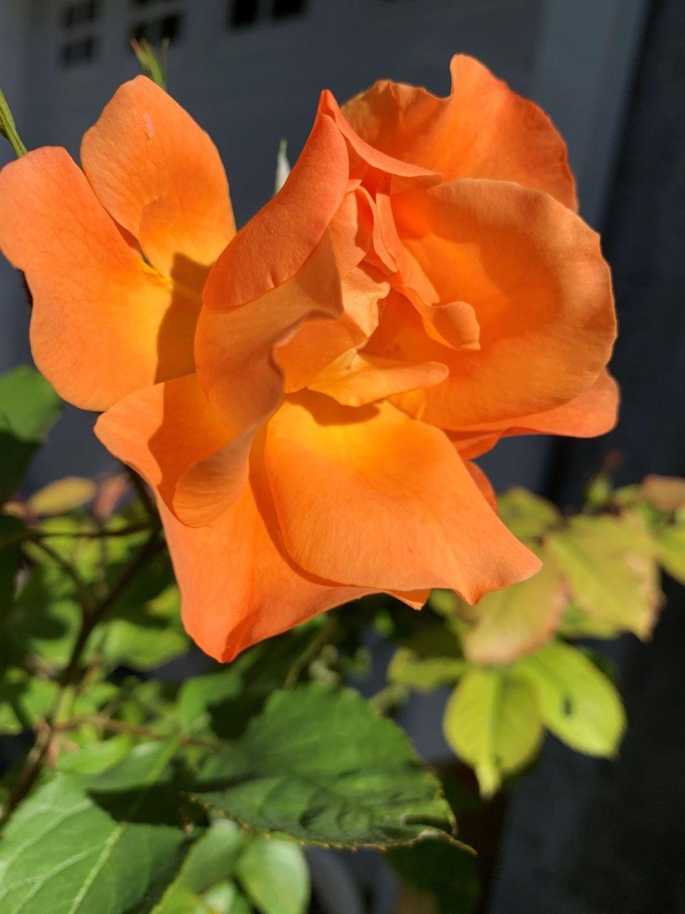 Photo of Rose (Rosa 'Westerland') uploaded by maryznh