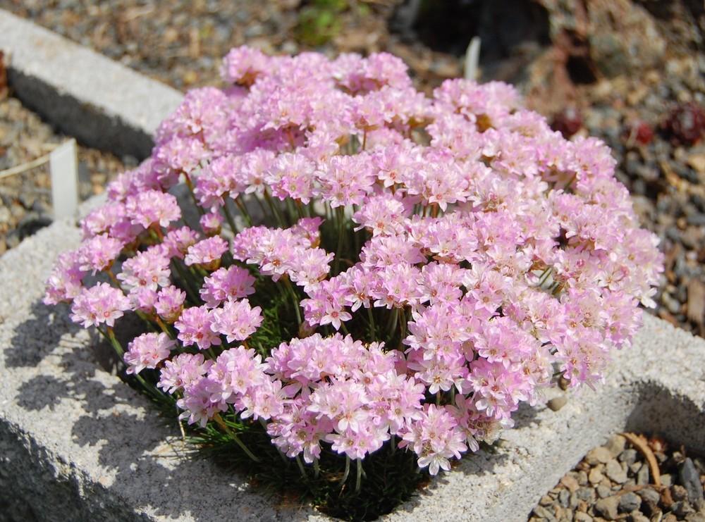 Photo of Pyrenees Thrift (Armeria humilis subsp. humilis) uploaded by valleylynn