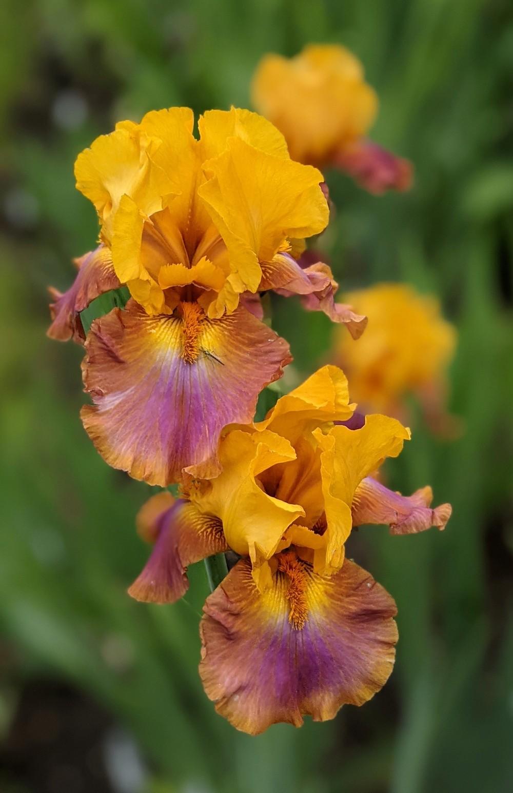 Photo of Tall Bearded Iris (Iris 'Megabucks') uploaded by Artsee1