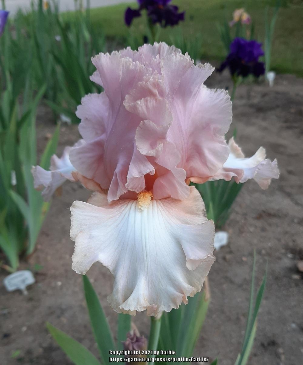 Photo of Tall Bearded Iris (Iris 'Designer Gown') uploaded by Barbie