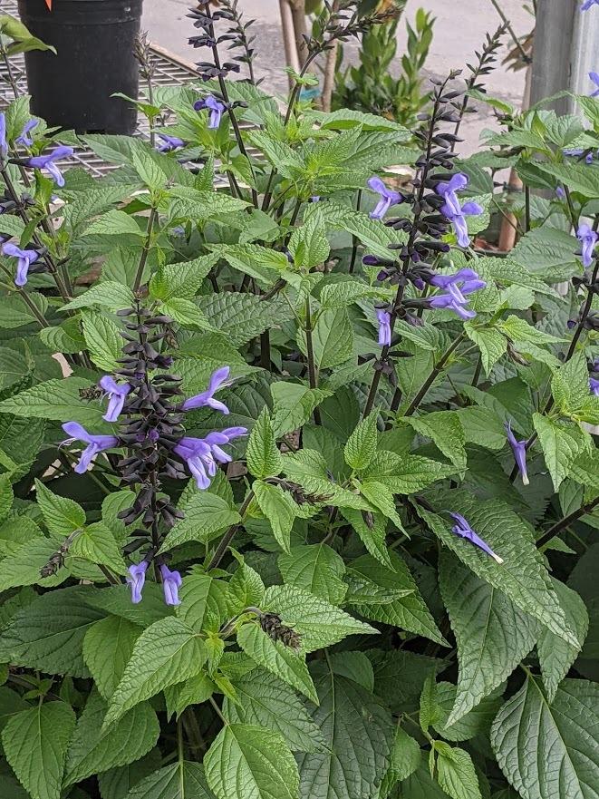 Photo of Anise-Scented Sage (Salvia coerulea 'Black and Blue') uploaded by Joy