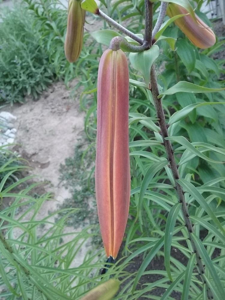 Photo of Lily (Lilium African Queen) uploaded by Lucius93