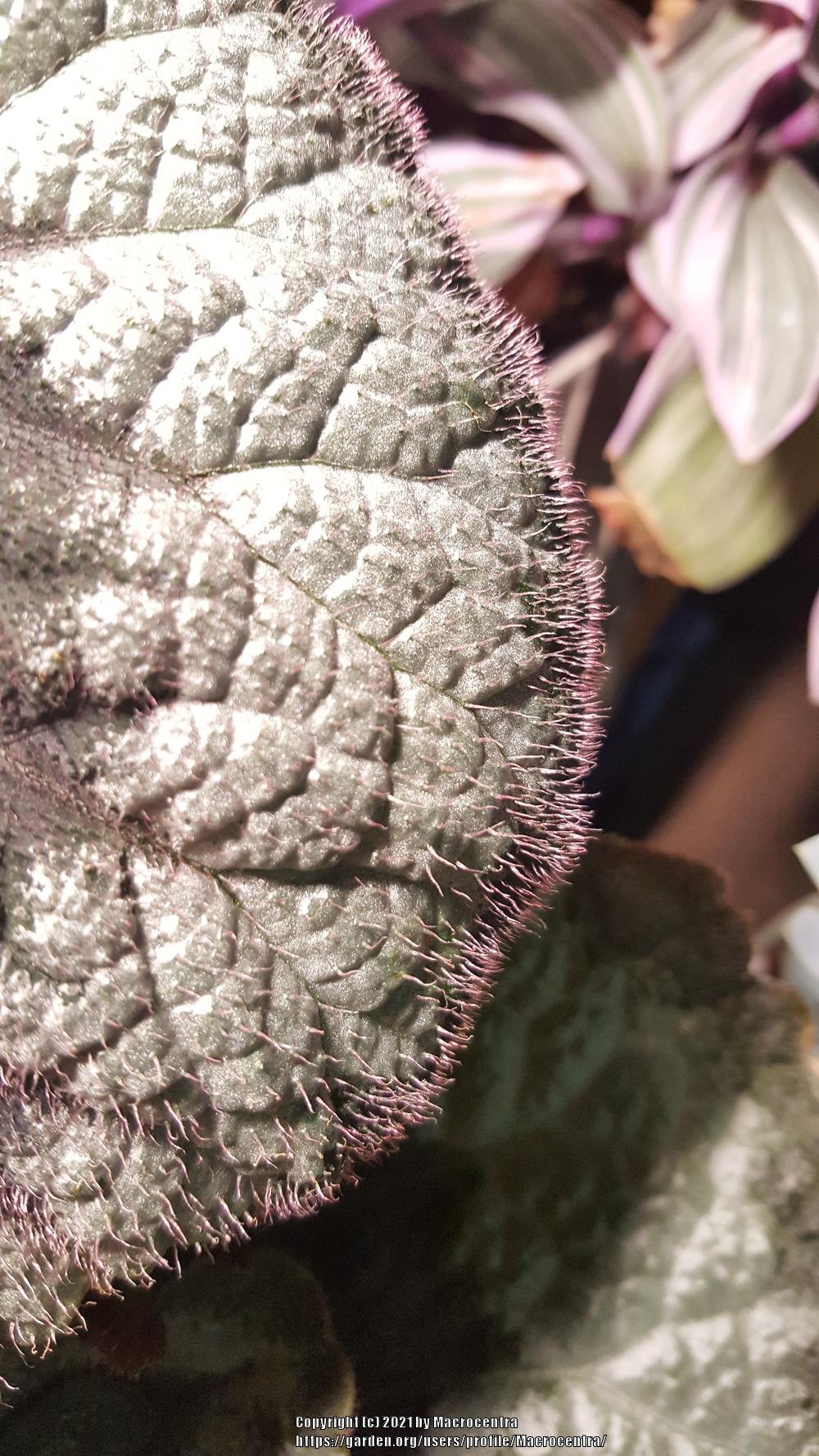 Photo of King Begonia (Begonia 'Escargot') uploaded by Macrocentra