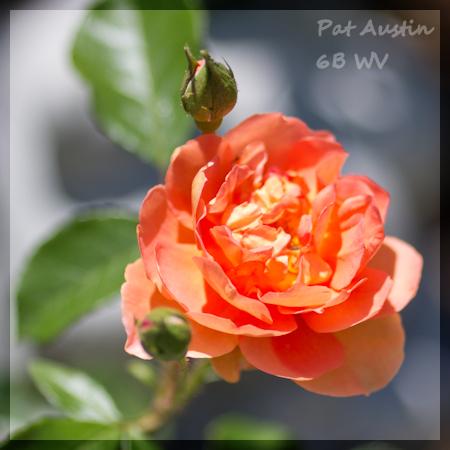 Photo of English Shrub Rose (Rosa 'Pat Austin') uploaded by MichelleB675