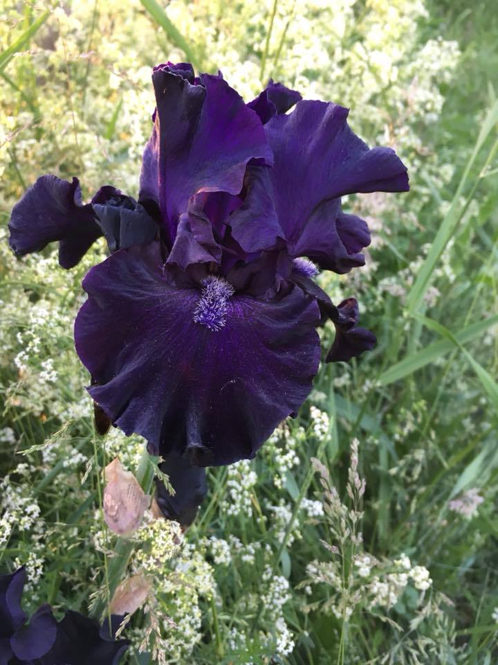 Photo of Tall Bearded Iris (Iris 'Obsidian') uploaded by eyrelle