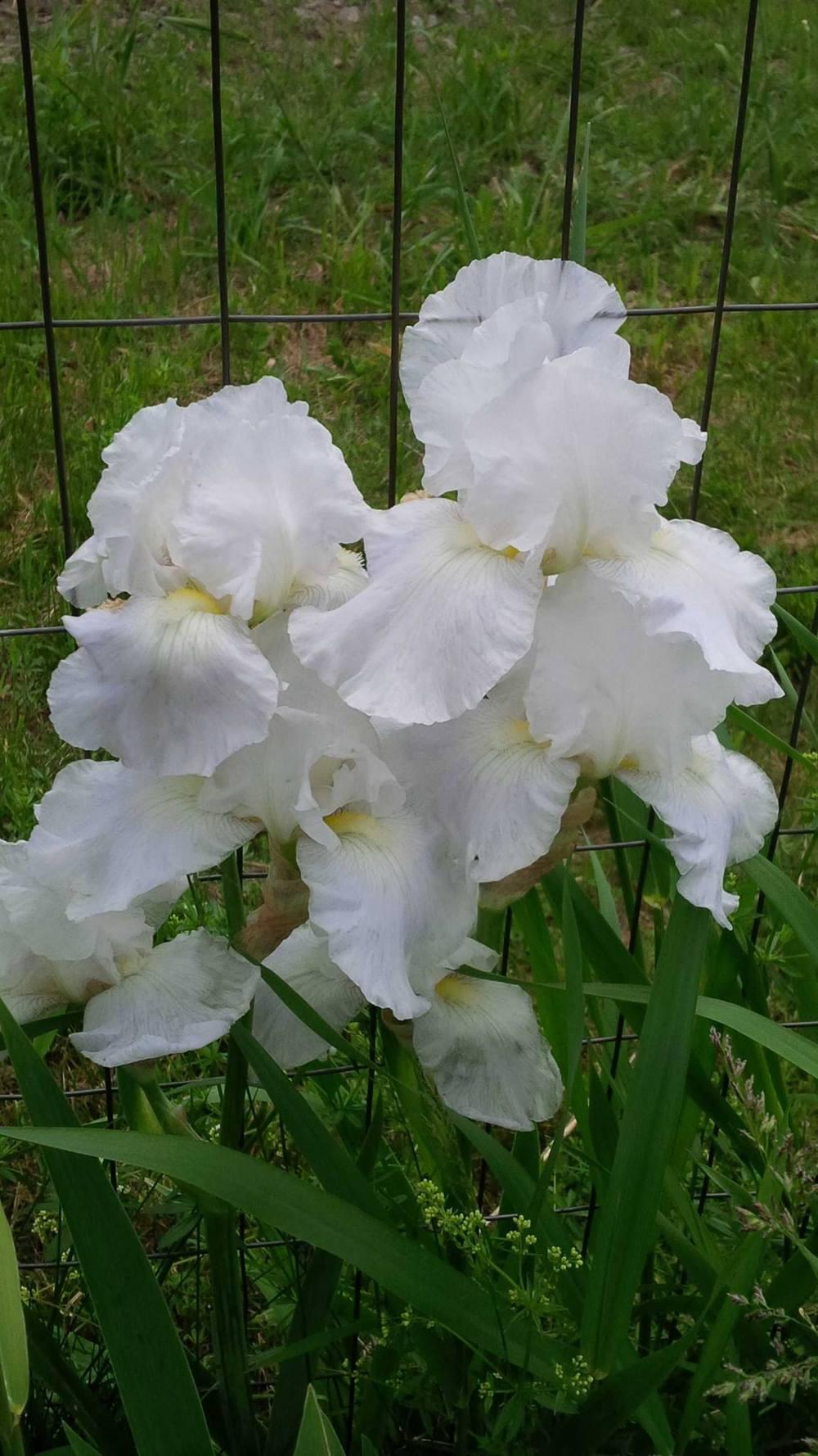 Photo of Tall Bearded Iris (Iris 'Immortality') uploaded by eyrelle
